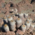 Cactus norte de chile